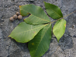 Pignut hickory leaves and nuts